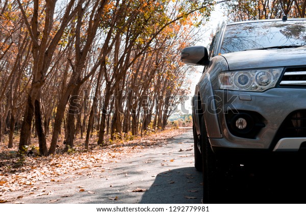 Family car running on the asphalt road with dry\
red and yellow color leaves and rubber trees in the spring and sun\
light.