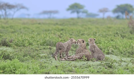 A family of cheetahs rests in the tall grass of the African savanna - Powered by Shutterstock