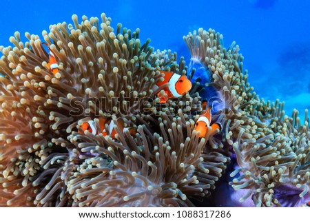 Family of Clownfish on a tropical coral reef