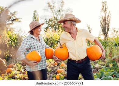 Family couple of senior farmers picking pumpkins in autumn field at sunset. Happy man and woman harvesting fresh organic vegetables in fall garden.