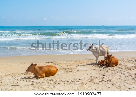 Family cows on a beach, Mahabalipuram, Tamil Nadu, South India