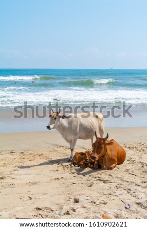Family cows on a beach, Mahabalipuram, Tamil Nadu, South India