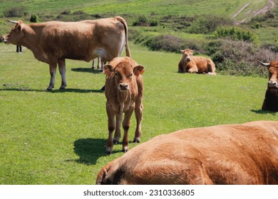 Family of cows resting on the fields. A small calf is staring and looking to the camera. It has the ears tagged. Green grass for grazing. - Shutterstock ID 2310336805