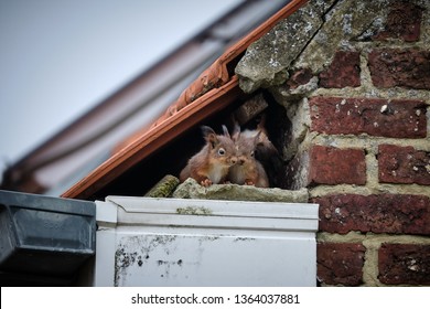A family of curious squirrels made its nest in a high gutter, right in a gap underneath the tiles of the roof and next to the uppermost part of the brick wall. 