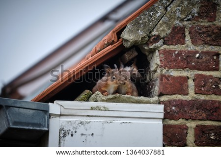A family of curious squirrels made its nest in a high gutter, right in a gap underneath the tiles of the roof and next to the uppermost part of the brick wall.  Stockfoto © 