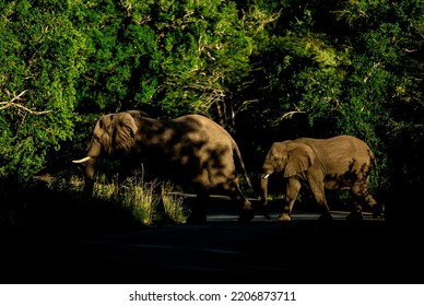 A Family In A Daily Walk Naturally 