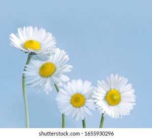 Margeriten Bilder Stockfotos Und Vektorgrafiken Shutterstock