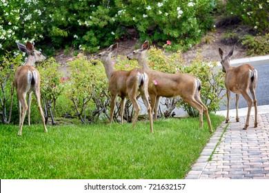 A family of deer eating rose bushes in suburban California garden