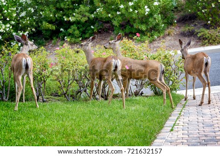 A family of deer eating rose bushes in suburban California garden