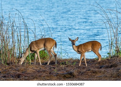 Family Of Deer At The Edge Of A Lake