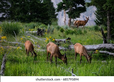 Family Deer In The Yellowstone National Park