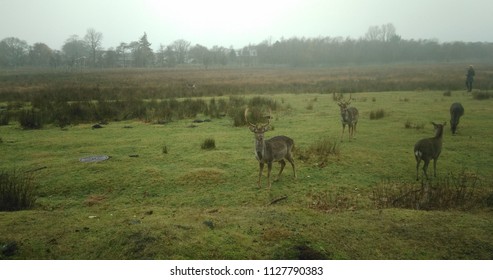 Family Of Deers In A Danish Forest