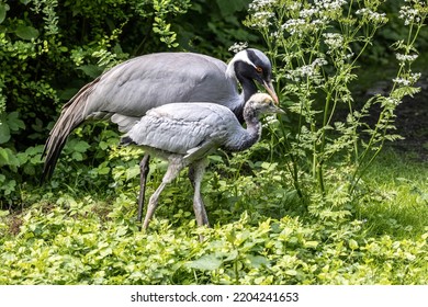 Family of Demoiselle Crane, Anthropoides virgo are living in the bright green meadow during the day time. It is a species of crane found in central Eurosiberia - Shutterstock ID 2204241653