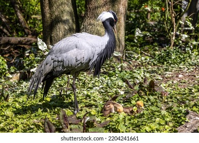 Family of Demoiselle Crane, Anthropoides virgo are living in the bright green meadow during the day time. It is a species of crane found in central Eurosiberia - Shutterstock ID 2204241661