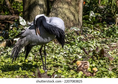 Family of Demoiselle Crane, Anthropoides virgo are living in the bright green meadow during the day time. It is a species of crane found in central Eurosiberia - Shutterstock ID 2207083825