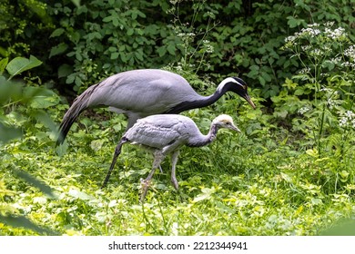 Family of Demoiselle Crane, Anthropoides virgo are living in the bright green meadow during the day time. It is a species of crane found in central Eurosiberia - Shutterstock ID 2212344941
