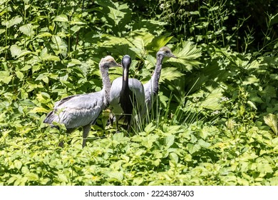 Family of Demoiselle Crane, Anthropoides virgo are living in the bright green meadow during the day time. It is a species of crane found in central Eurosiberia - Shutterstock ID 2224387403