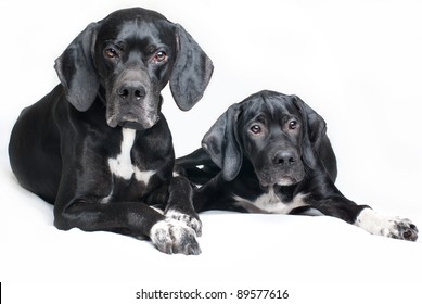 Family Dog Father Son Pointer Dog Stock Photo 89577616 | Shutterstock