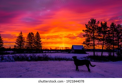 Family Dog Silhouette On Red Sunset At Ranch