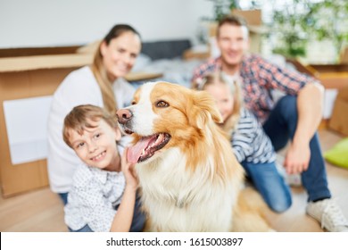 Family Dog ​​is Sitting In The Family's New Home After The Move