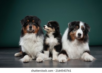 Family Of Dogs Together. Puppy And Adult Pet. Australian Shepherds, Aussies In The Studio On A Green Background