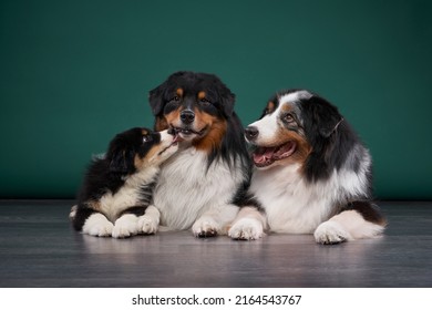 Family Of Dogs Together. Puppy And Adult Pet. Australian Shepherds, Aussies In The Studio On A Green Background