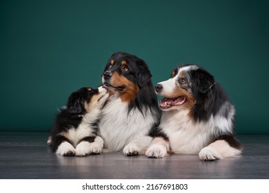 Family Of Dogs Together. Puppy And Adult Pet. Australian Shepherds, Aussies In The Studio On A Green Background