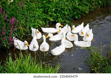 Family of domestic ducks swimming in river or creek. Group of white duck birds.