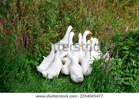 Family of domestic ducks swimming in river or creek. Group of white duck birds.