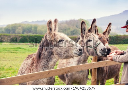 Family of donkeys outdoors on the meadow in spring. The human feeding the donkeys