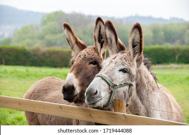 Family of donkeys outdoors in spring. Couple of donkeys on the meadow