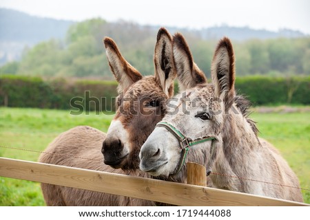 Family of donkeys outdoors in spring. Couple of donkeys on the meadow