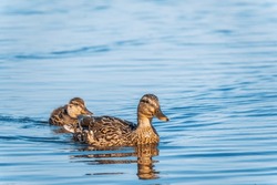 A Family Of Ducks, A Duck And Its Little Ducklings Are Swimming In The Water. The Duck Takes Care Of Its Newborn Ducklings. Ducklings Are All Together Included. Mallard, Lat. Anas Platyrhynchos