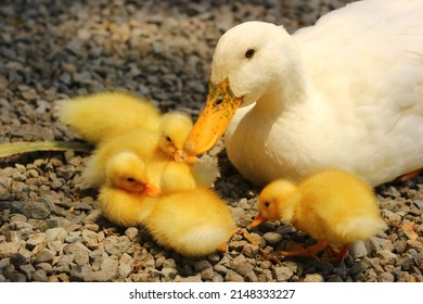 Family Of Ducks Resting On Some Stones. White Duck, Yellow Babies
