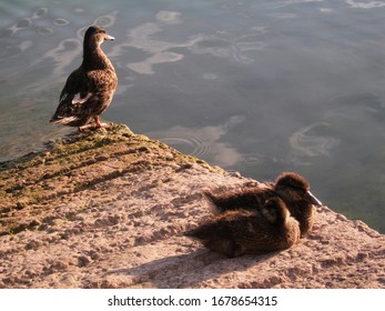 Family Of Ducks In A Row Going Into The Water. Colors Of Nature