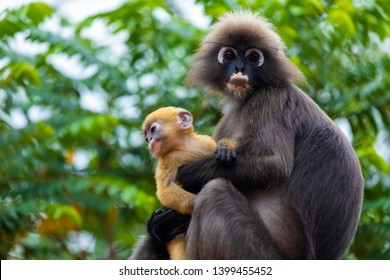 Family of dusky leaf monkey or spectacled langur with yellow baby monkey sitting on the tree. Trachypithecus obscurus - Shutterstock ID 1399455452