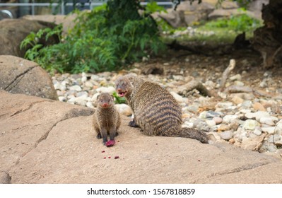 Odense Zoo High Res Stock Images Shutterstock