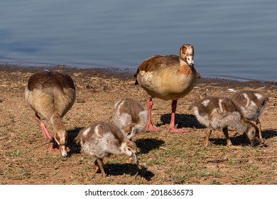 Family Of Egyptian Geese Foraging For Food