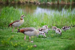 Family Of Egyptian Geese, Parents And Nestlings, Near Water In Green Grass. Fauna Of The Netherlands