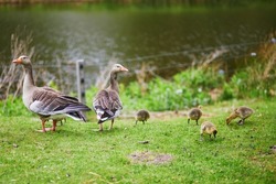 Family Of Egyptian Geese, Parents And Nestlings, Near Water In Green Grass. Fauna Of The Netherlands