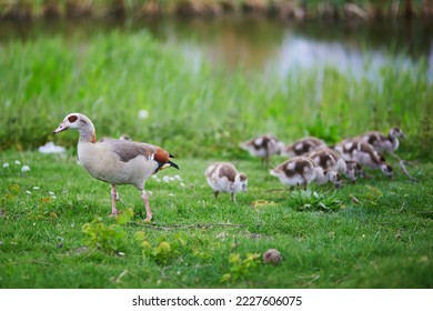 Family of Egyptian geese, parents and nestlings, near water in green grass. Fauna of the Netherlands - Shutterstock ID 2227606075