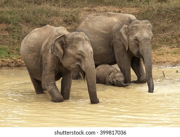 Family of elephants came to drink