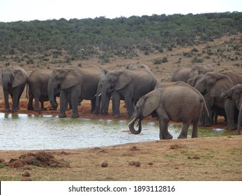 Family of Elephants Drinking Water From a Watering Hole 