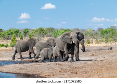 family of elephants drinking at a waterhole
