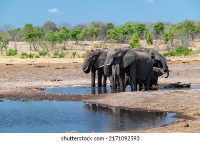 family of elephants drinking at a waterhole
