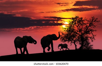 A family of elephants sunset silhouette