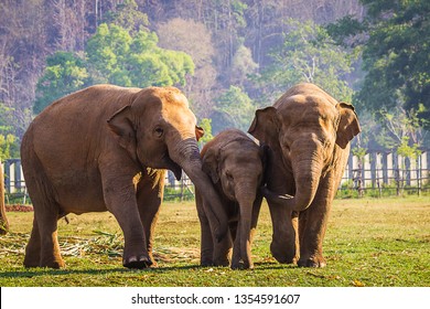 Family of elephants walking toward a river for a bath,Cute elephant family,elephant family enjoying life,asian elephants in nature park