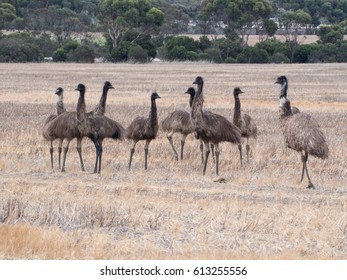 Family Of Emus On A Farm In Australia