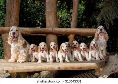 Family Of English Cocker Spaniel With Small Puppy, Outdoor In Sunny Day