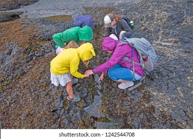 Family Exploring The Tidepools At Low Tide On The Coast Of The Olympic Peninsula At Salt Creek Recreation Area In Washington